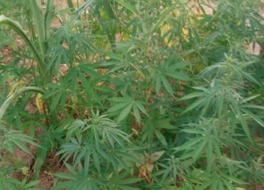 Police bust Narok man growing bhang in his maize farm