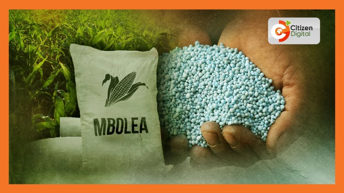 Scarcity of subsidized fertilizer sparks concern among Kenyan farmers Scarcity of subsidized fertilizer sparks concern among Kenyan farmers