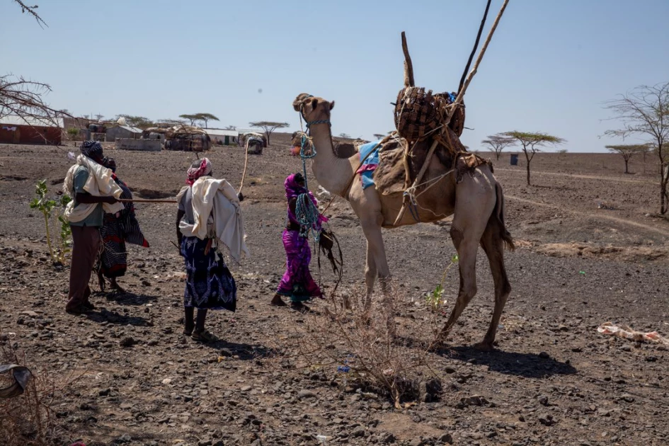 A Gabra wedding: How pastoralist community has upheld tradition for years A Gabra wedding: How pastoralist community has upheld tradition for years