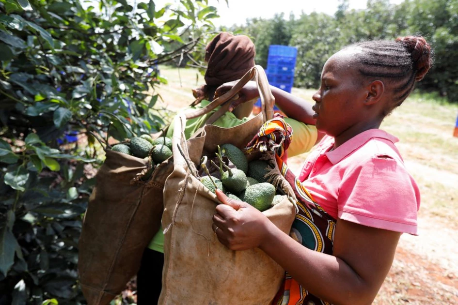 How the humble avocado is threatening political careers in Mt Kenya How the humble avocado is threatening political careers in Mt Kenya