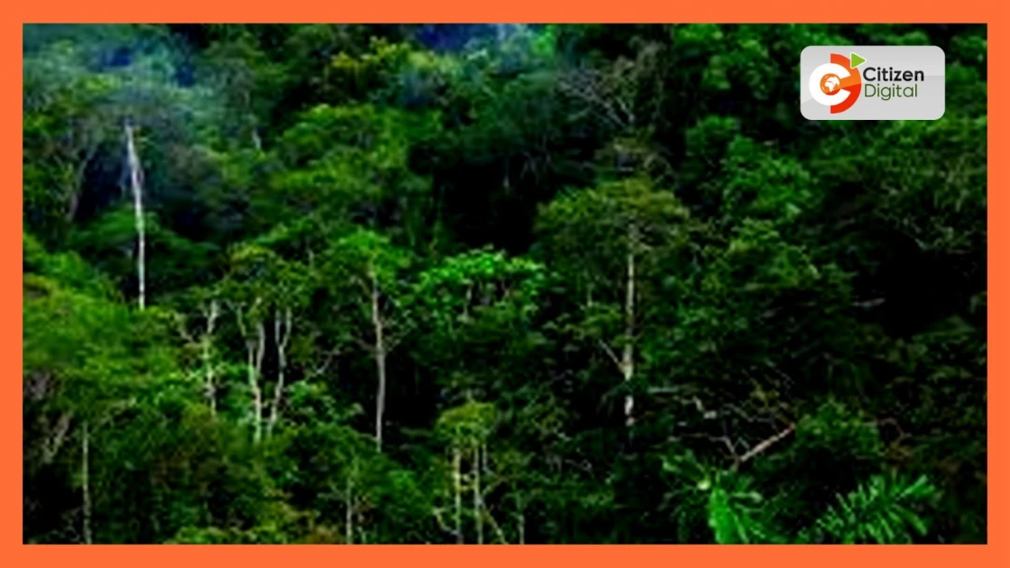 Kenya Forest Services dismisses land grabbing claims in Oloolua forest