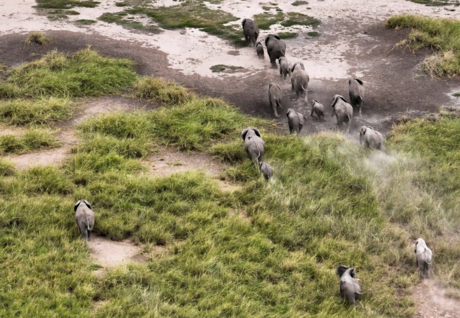 Elephant deaths trigger Kenyan call for Tanzania to curb hunts Elephant deaths trigger Kenyan call for Tanzania to curb hunts