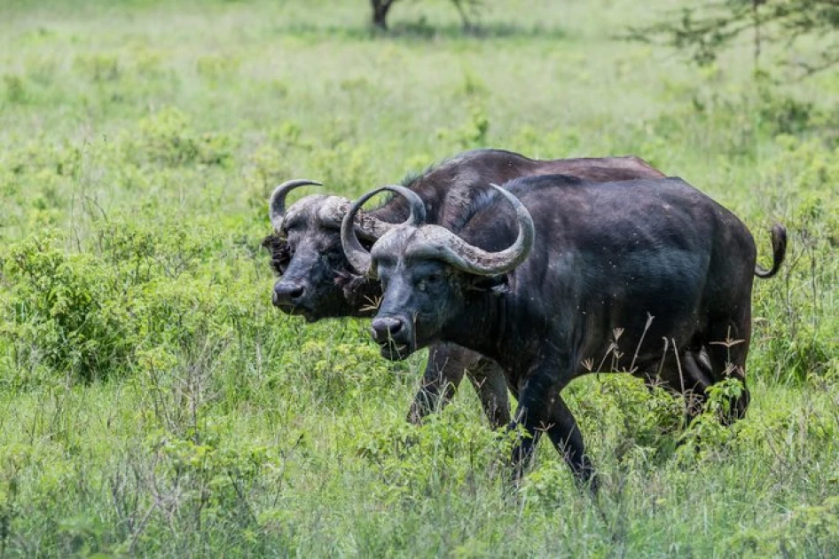 Eight buffaloes electrocuted at Lake Nakuru National Park