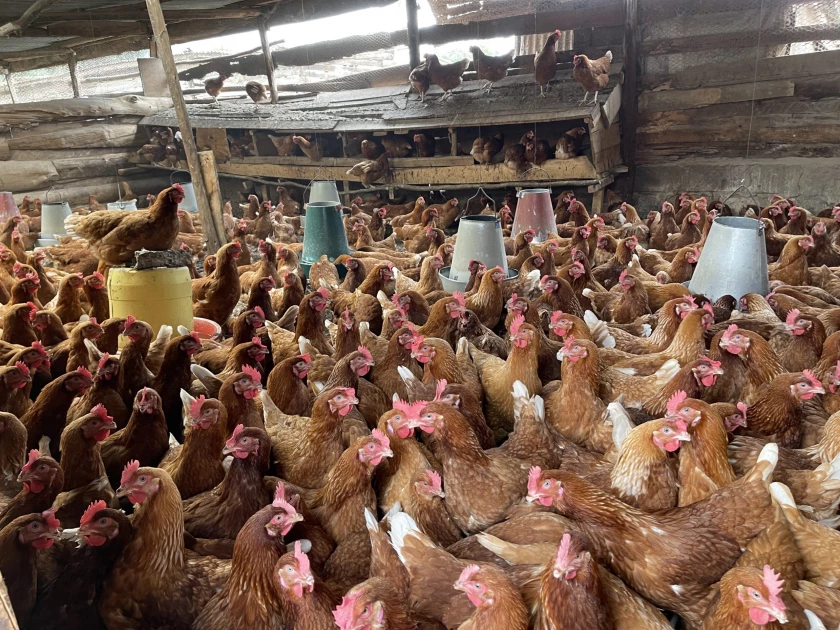 Kenyan poultry farmers sound alarm over looming US-Kenya trade deal Kenyan poultry farmers sound alarm over looming US-Kenya trade deal