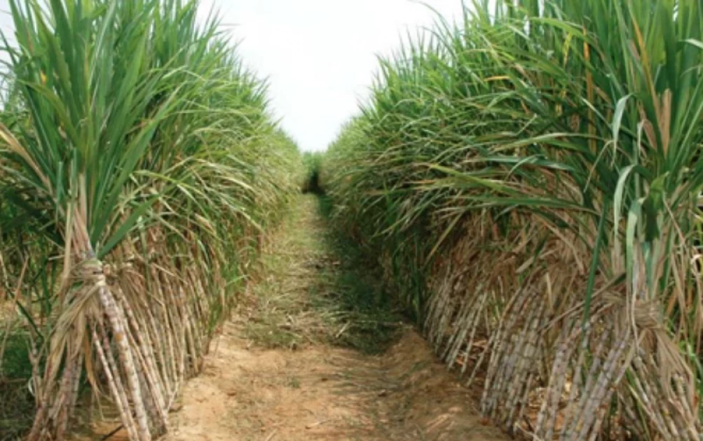 Migori cane farmers threaten to stop supply to Sony Sugar over arrears