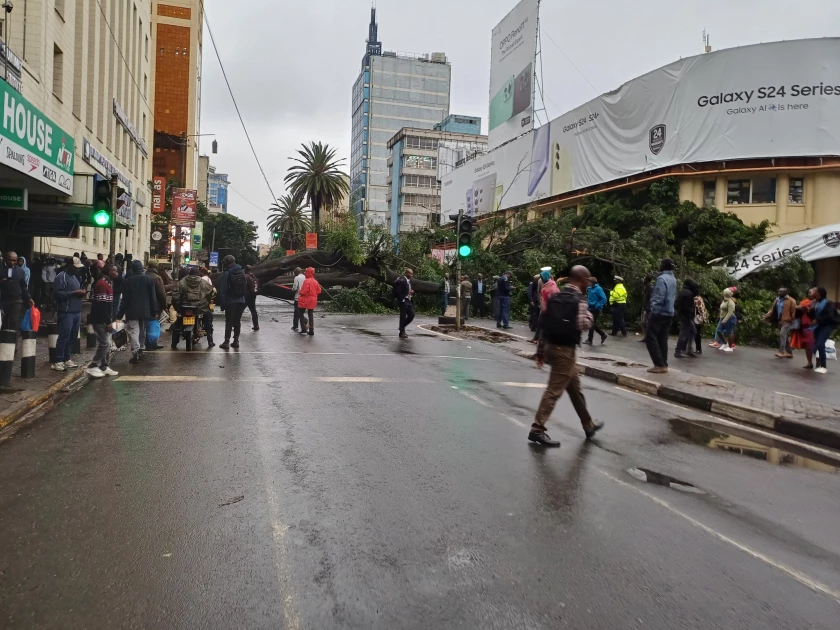 Two old trees fall in Nairobi CBD blocking Moi Avenue
