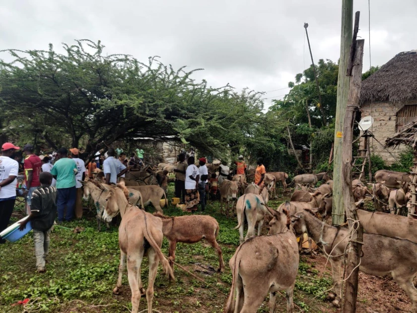 The Donkey Sanctuary Kenya marks World Donkey Day on Manda Island