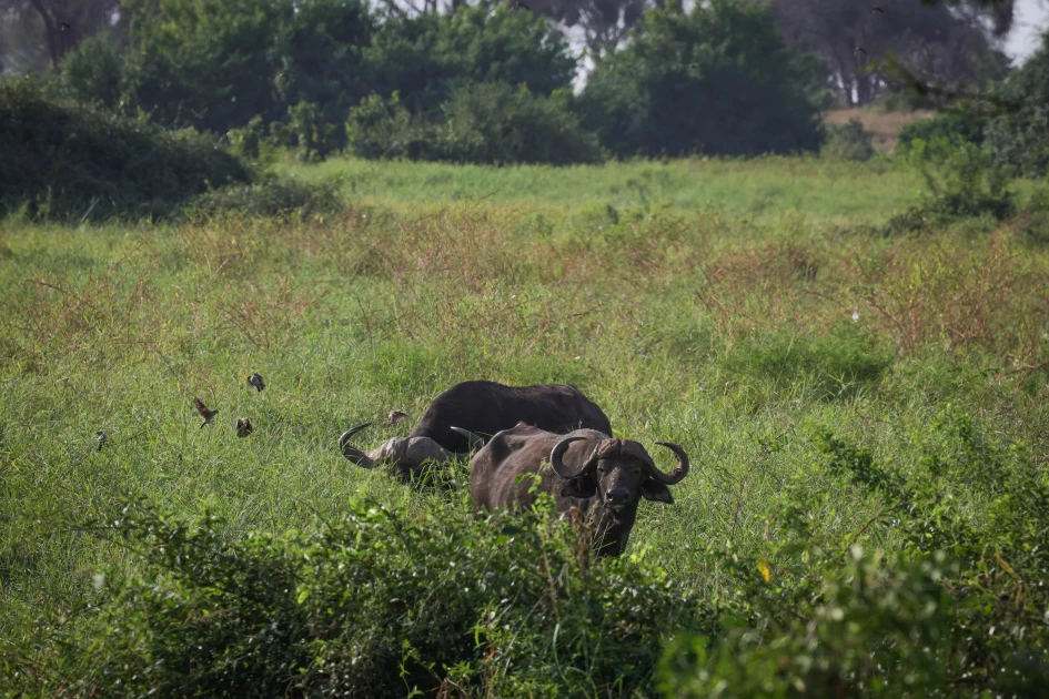 Herder killed after illegally entering Tsavo East National Park Herder killed after illegally entering Tsavo East National Park