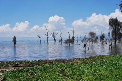 Waste from farms and hotels chocking Lake Naivasha; says Environment ministry