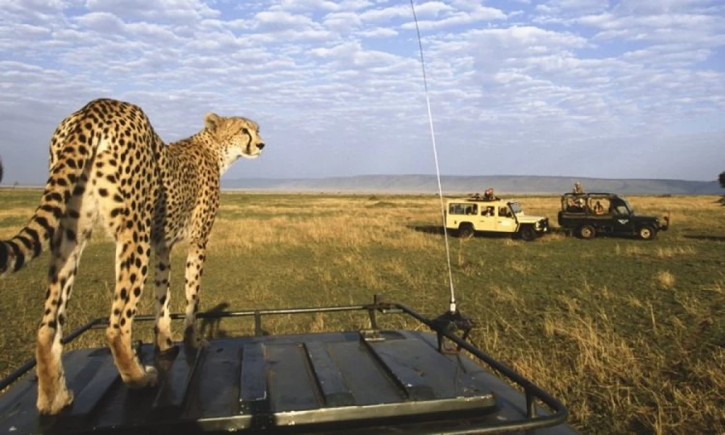 Narok County bans private cars in Maasai Mara game drives due to "kupiga sherehe"