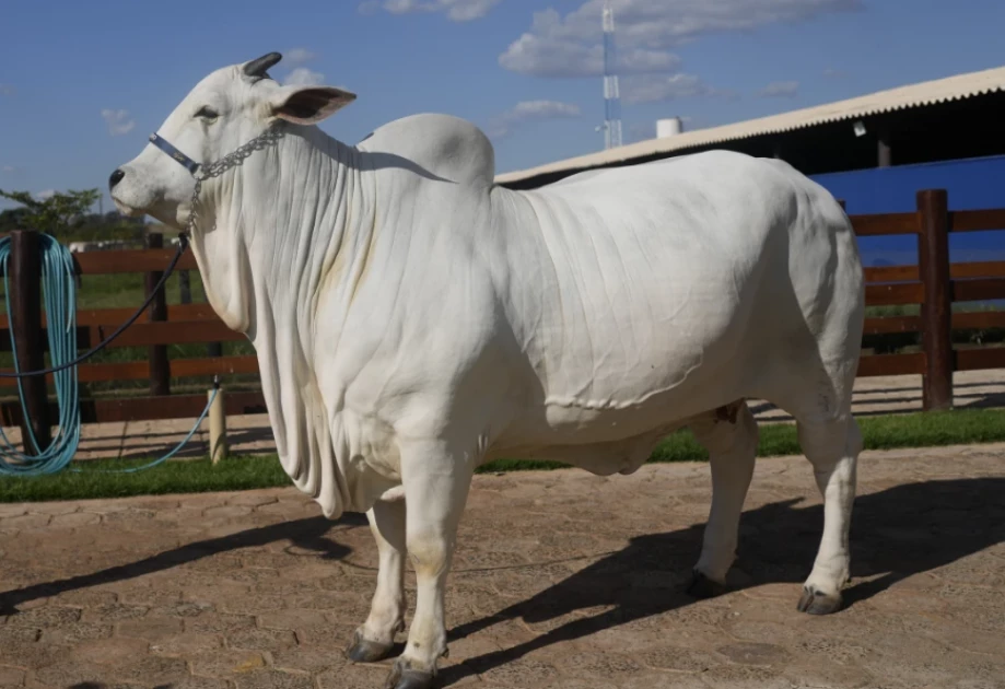 World's most expensive cow sold for Ksh.517M at auction World's most expensive cow sold for Ksh.517M at auction
