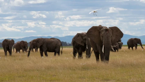 What Kenya’s new law says about human-wildlife conflict compensation, poaching