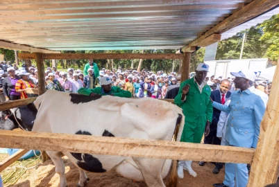 Crisis as dairy farmers lament Ksh.300 million unpaid arrears over four months