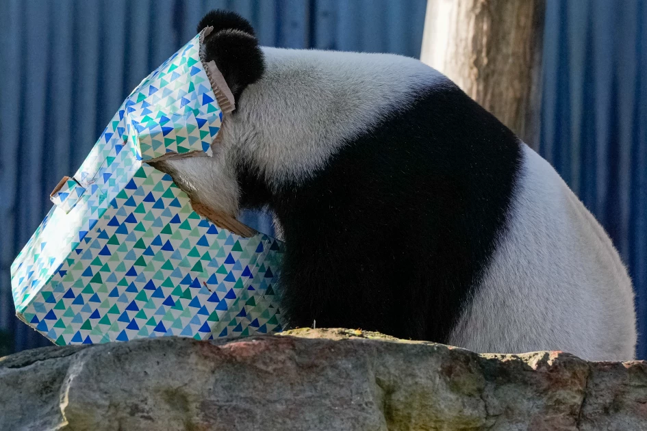 China to replace Australia's popular giant pandas