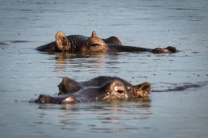 Kirinyaga: Man hospitalised after hippo attack near river Thiba