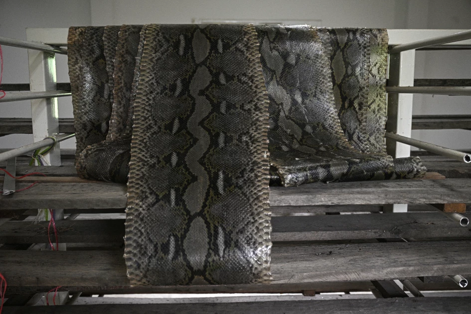 Snakes on a plate: pythons touted as protein alternative