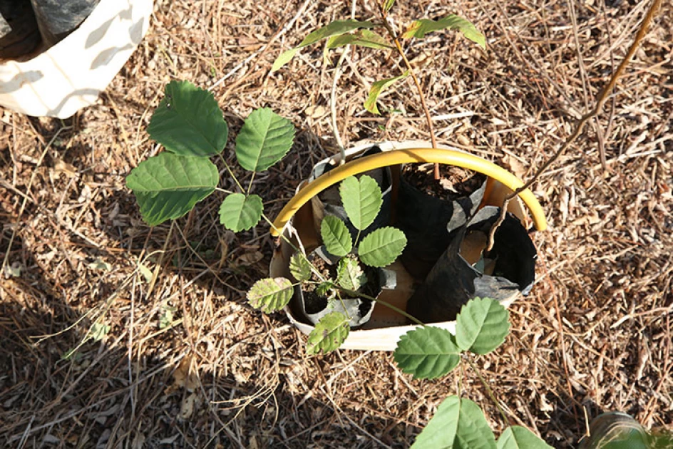 Man arrested for destruction of seedlings planted ahead of Eldoret city status fete
