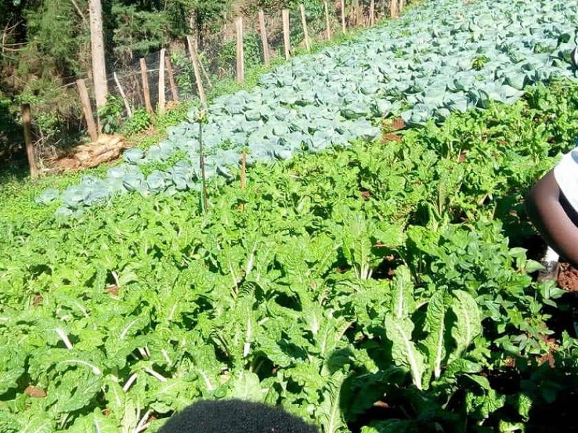Embu farmers embrace new irrigation techniques amid climate change challenges