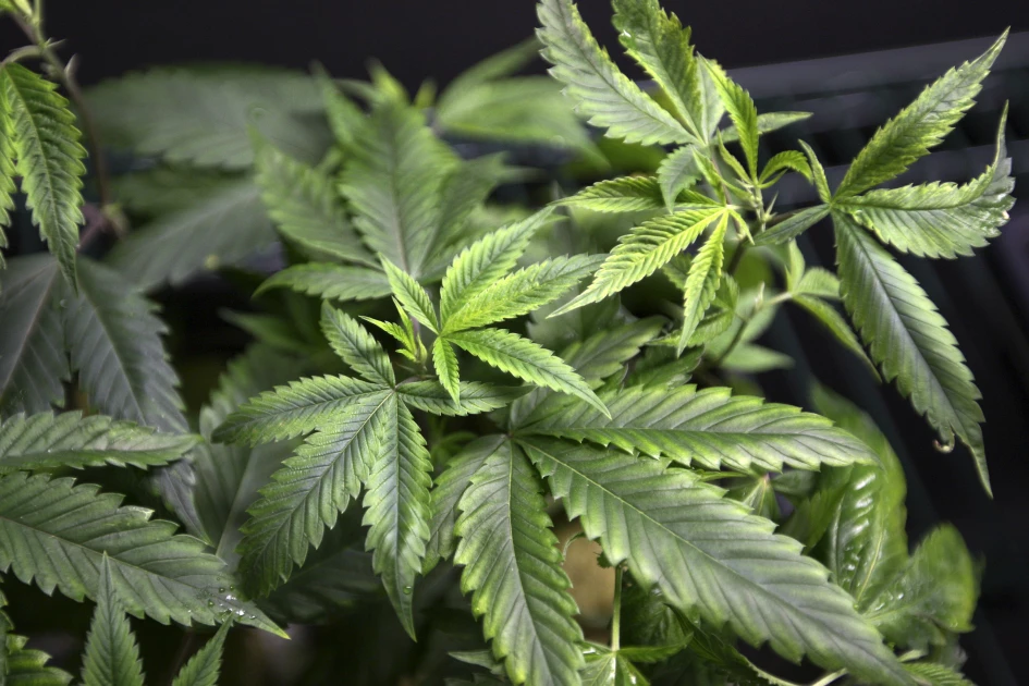 Rwanda cannabis production facility to be complete by September Rwanda cannabis production facility to be complete by September