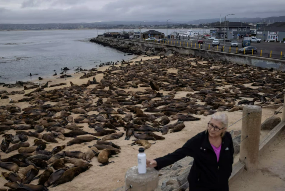 Sea lions take over California beach