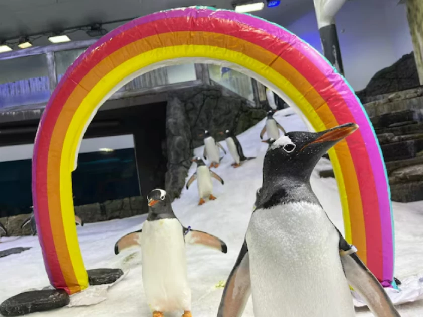 Gay penguin Sphen dies in Sydney, leaving behind partner Magic