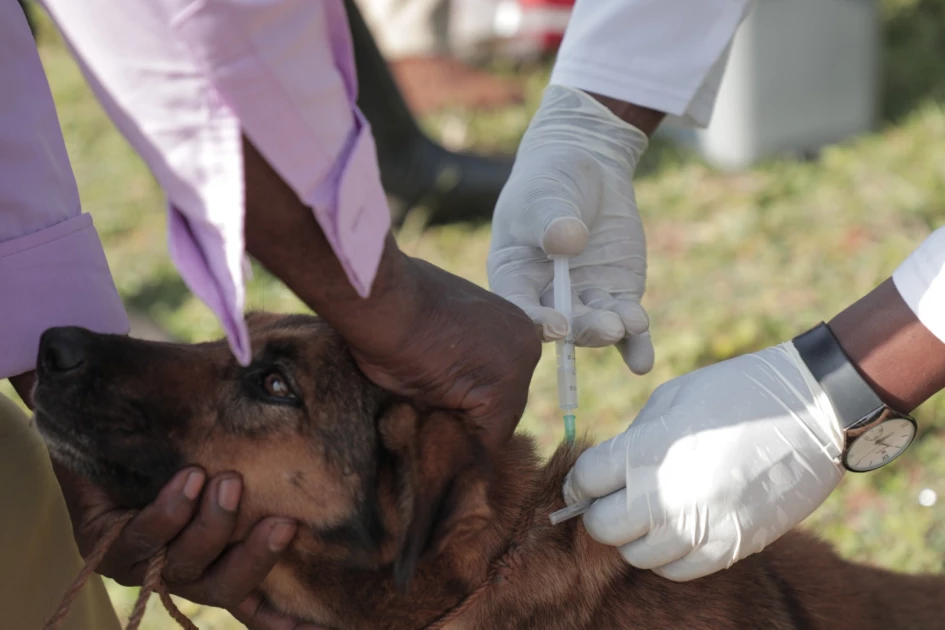 Kenya’s Rabies elimination target gets boost with Boehringer Ingelheim's ‘Stop Rabies’ Campaign