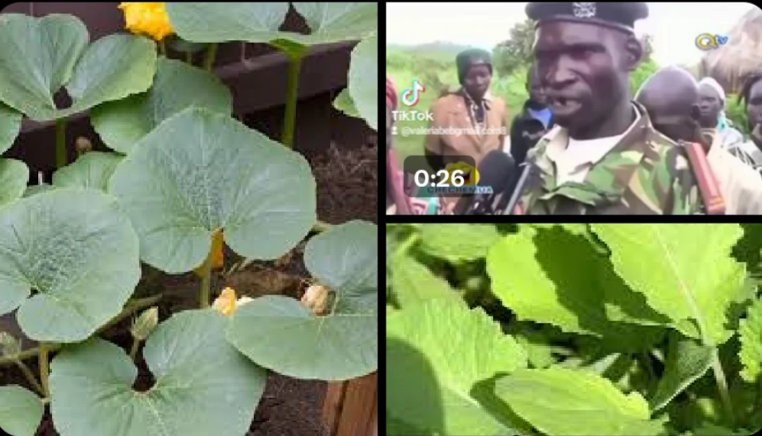 Misheveve: Vegetable hilariously goes viral online years after chief's crime narration Misheveve: Vegetable hilariously goes viral online years after chief's crime narration