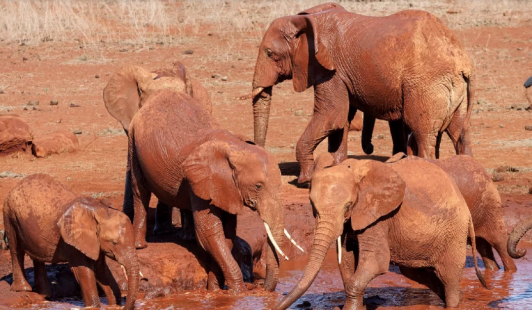 Uproar as man fatally injured by elephant in Saku