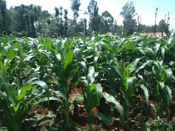 Farmers urged to prioritise soil health to boost yields
