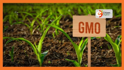 Gov't urges civil societies to support GMO adoption