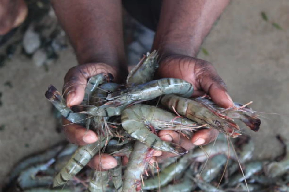 Kinango locals take up prawns farming in bid to diversify markets Kinango locals take up prawns farming in bid to diversify markets