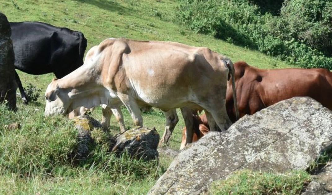 Veterinary Association urges Gov't to postpone nationwide livestock vaccination drive Veterinary Association urges Gov't to postpone nationwide livestock vaccination drive