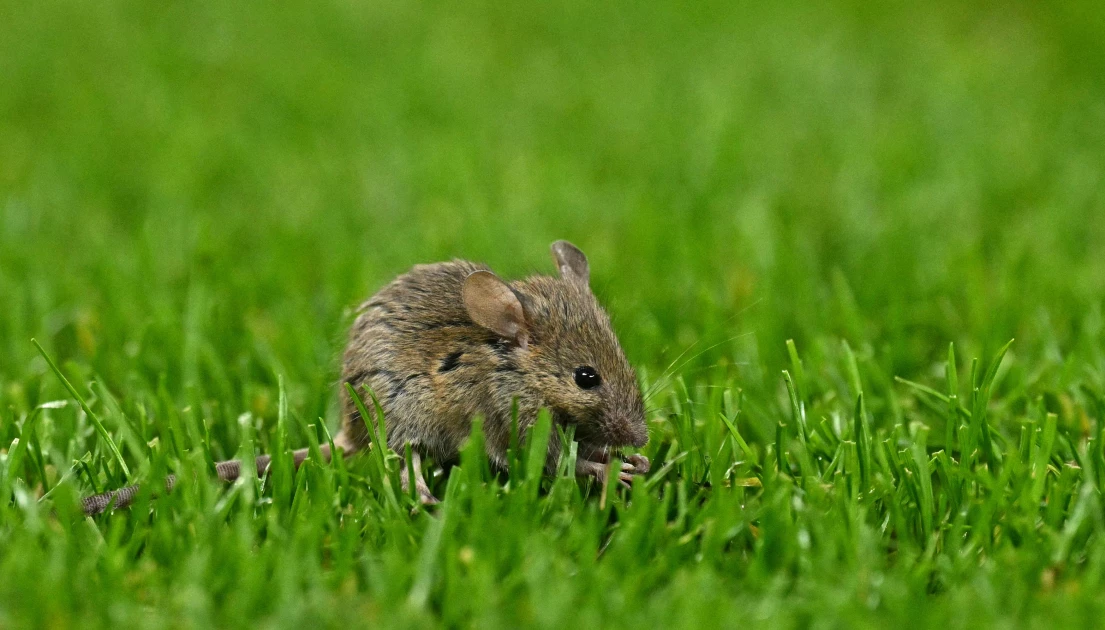 Mice infestation adds to Manchester United's woes Mice infestation adds to Manchester United's woes