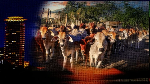 Kirinyaga residents raise alarm over rising cases of livestock theft