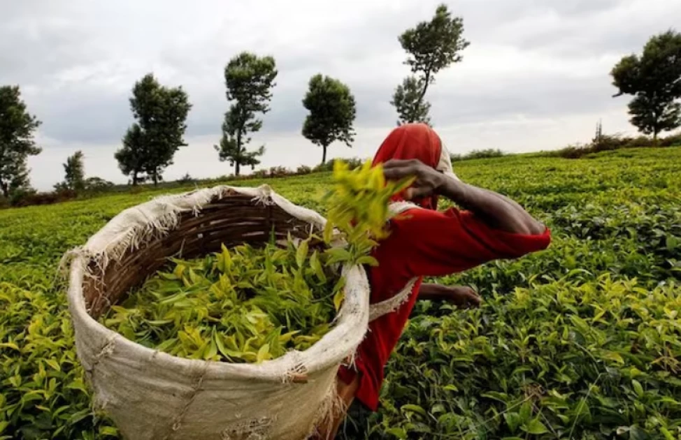 Gov't sells 102 million kilos of tea stranded at Mombasa auction Gov't sells 102 million kilos of tea stranded at Mombasa auction