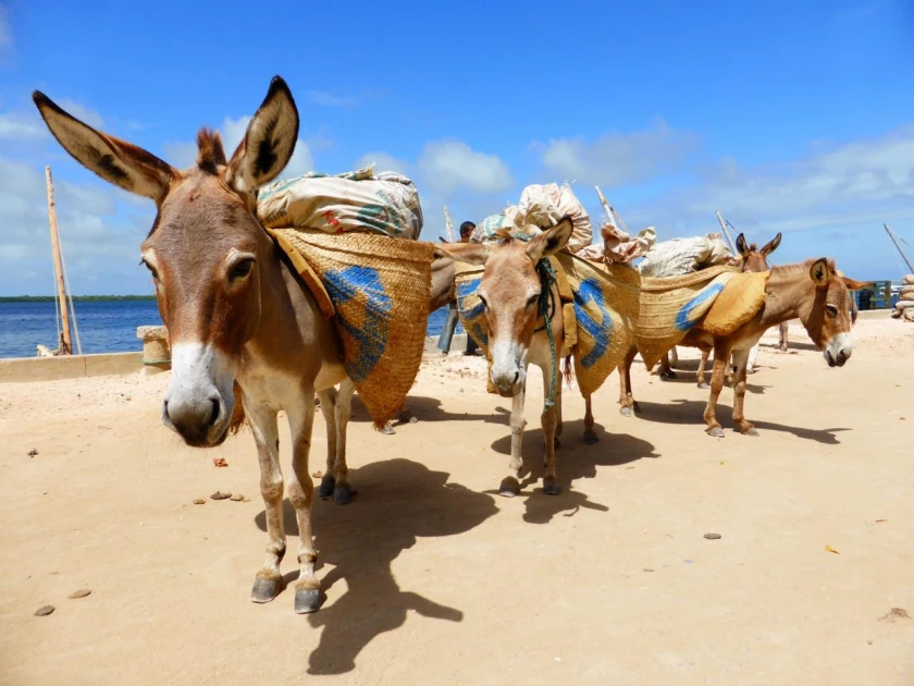 Theatre sparks change in donkey welfare in Lamu
