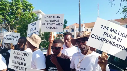 Botswana hunting revenues almost double to Ksh.517.8M amid UK opposition