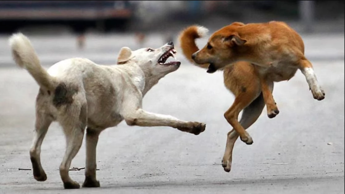 Stray dog terrorizes Runyenjes, injures four in series of attacks