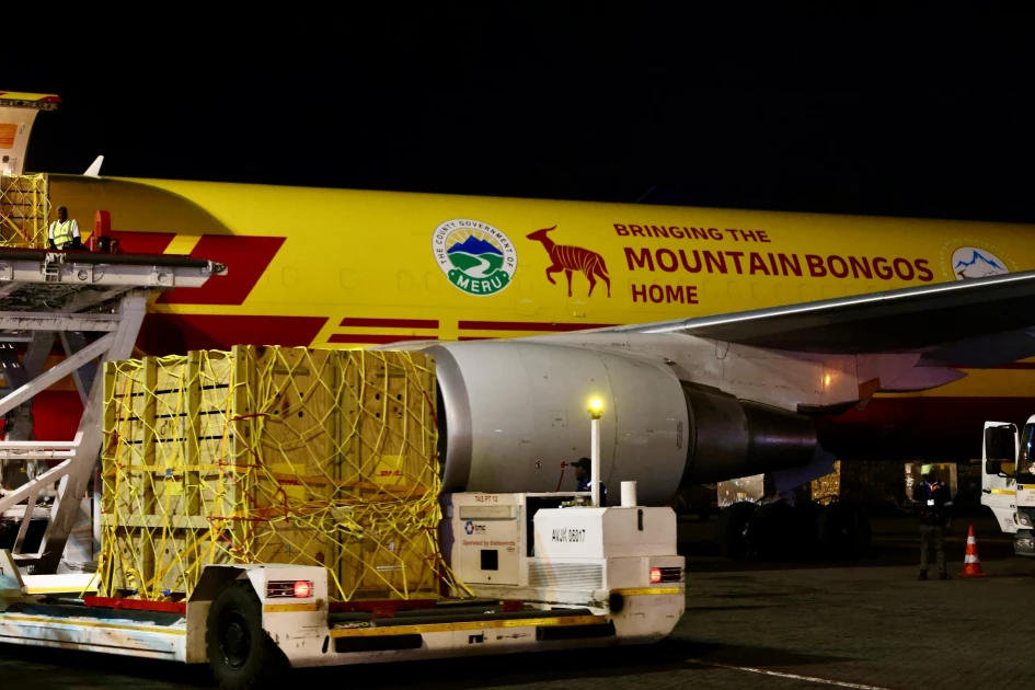 17 endangered Mountain Bongos relocated to Kenya from Florida