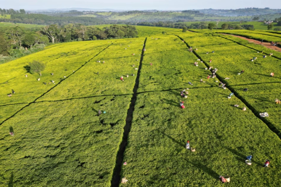 Kenya land standoff sends warning to foreign-owned tea estates Kenya land standoff sends warning to foreign-owned tea estates