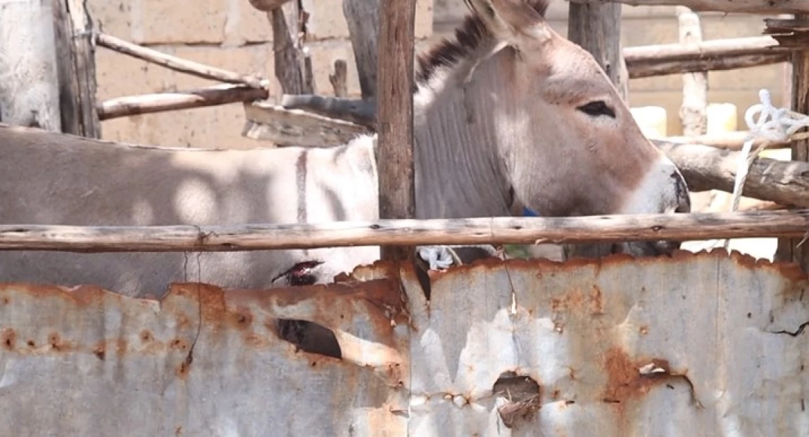 Donkey turns violent, bites woman, breaks her son's leg while looking for mate in Machakos Donkey turns violent, bites woman, breaks her son's leg while looking for mate in Machakos