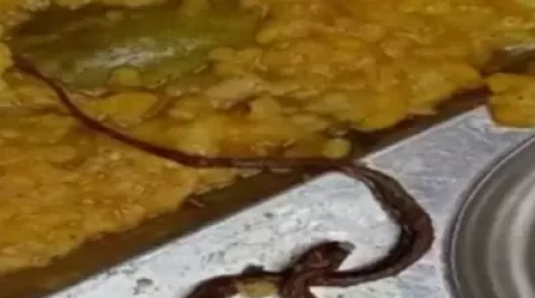 India probes snake in school lunch after 100 children fall sick
