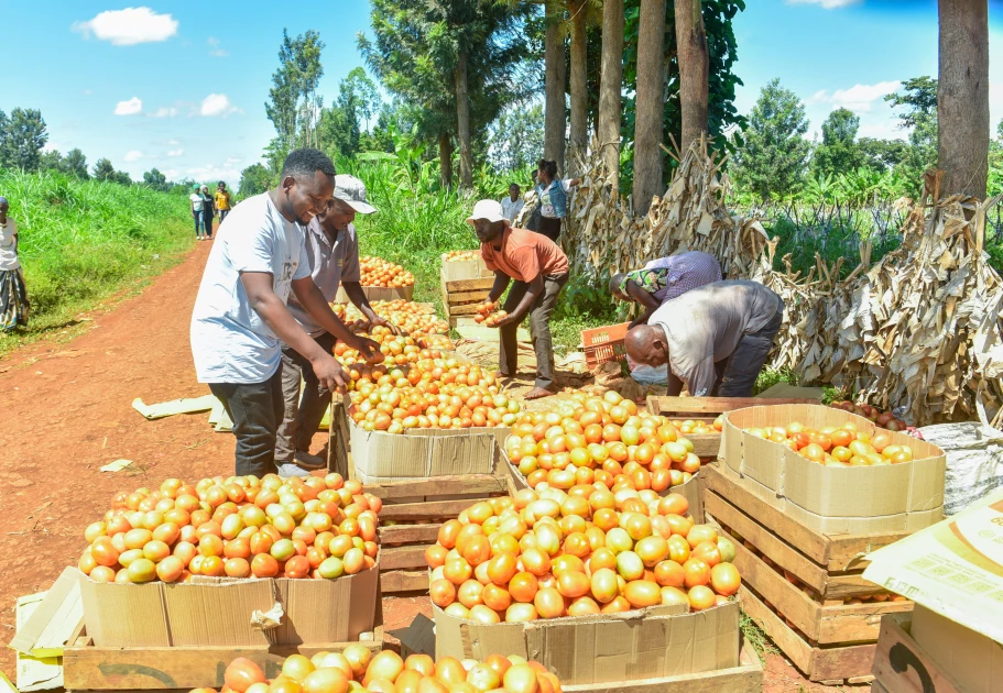 Kirinyaga farmers sensitized on safe use of Agrochemicals to enhance food quality and safety