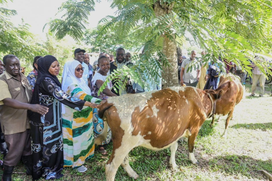 Achani leads livestock drive to boost milk production in Kwale county