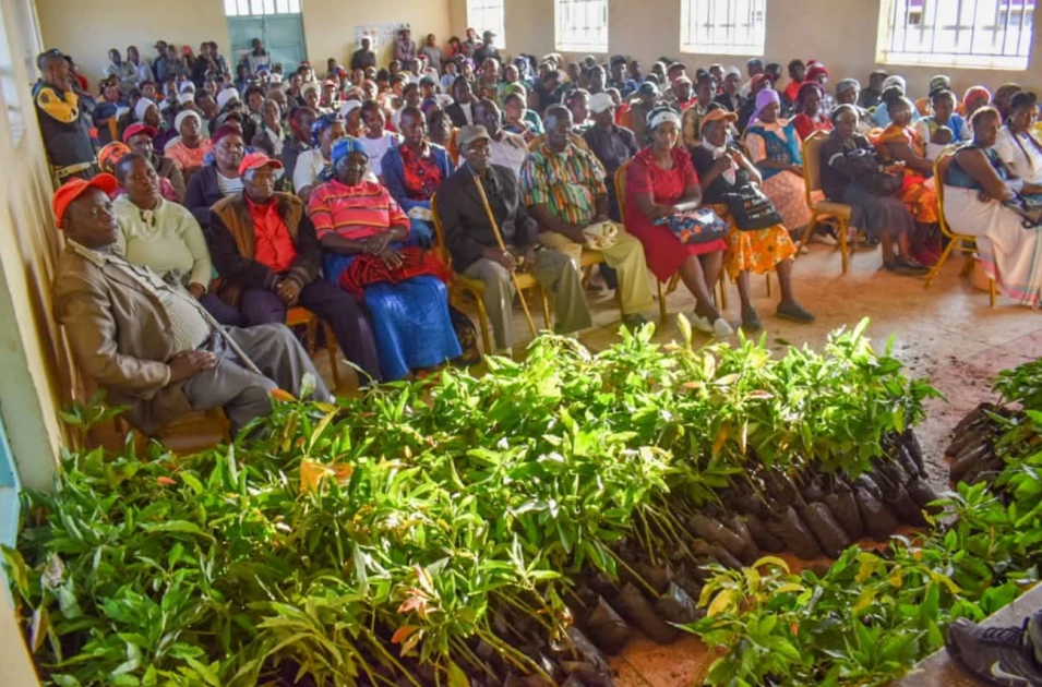 Nakuru County distributes 91,000 avocado seedlings to boost farmers’ income