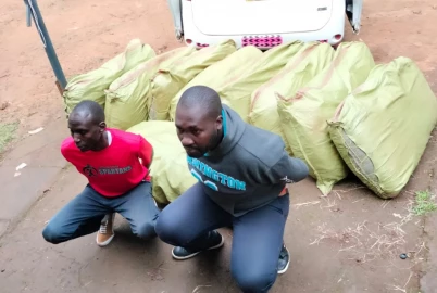 Two arrested as police nab nine sacks of bhang in Limuru