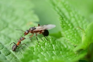 Two Belgian teenagers fined Ksh.1 Million each for smuggling queen ants