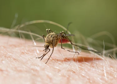 Mwea residents raise alarm over malaria threat over surge in mosquitoes 