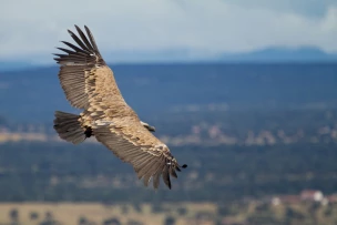 More than 120 endangered vultures killed in S.Africa poisoning