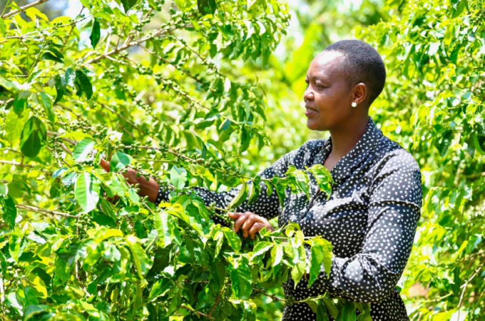Naomi Nduta at her coffee farm in Nyeri County.